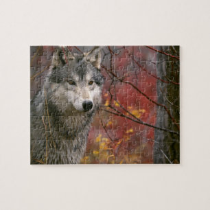 Wildlife Puzzle-Wolf Jigsaw Puzzle