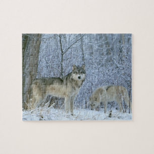 Wildlife Puzzle-Wolves Jigsaw Puzzle