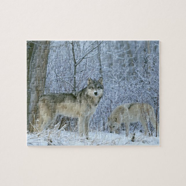 Wildlife Puzzle-Wolves Jigsaw Puzzle (Horizontal)