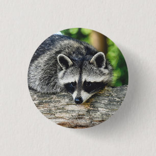 Wildlife Raccoon Log Mammal Photo 3 Cm Round Badge