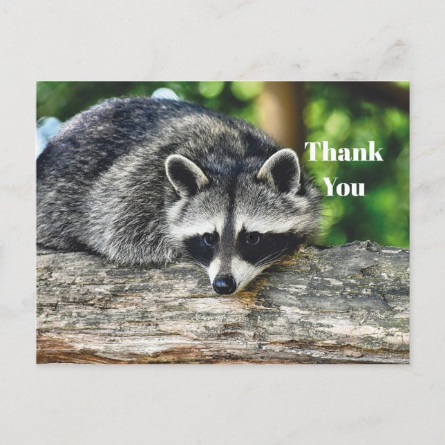 Wildlife Raccoon Log Mammal Photo Thank You Postcard (Front)