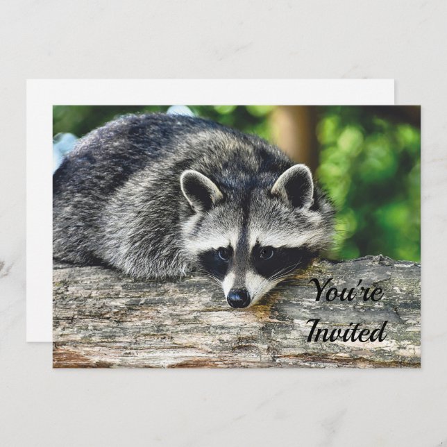 Wildlife Racoon Log Mammal Photo Birthday Invitation (Front/Back)