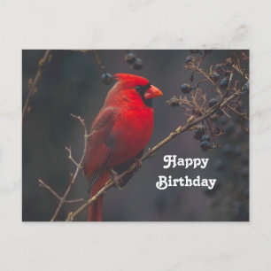 Wildlife Red Cardinal Photo Birthday Postcard