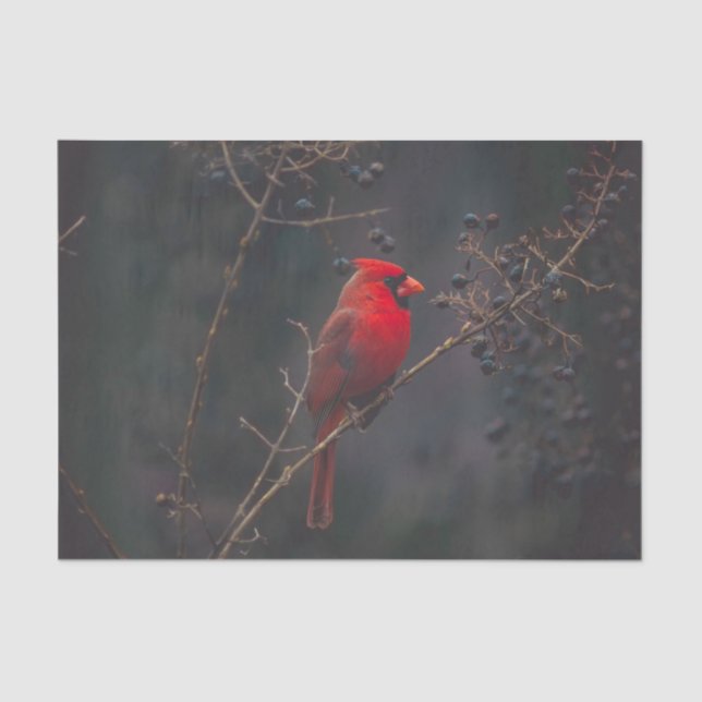Wildlife Red Cardinal Photo Tissue Paper (Front)