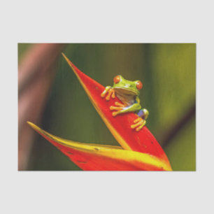 Wildlife Red Eyed Tree Frog Photo Tissue Paper