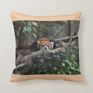 Wildlife - Red Panda in a zoo. Cushion
