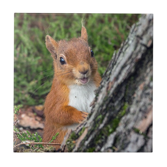 wildlife Red Squirrel Ceramic Tile (Front)