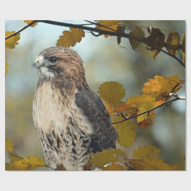 Wildlife Red Tailed Hawk Autumn Photo Wrapping Paper (Flat)