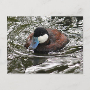 Wildlife Ruddy Duck Photo Thank You Postcard