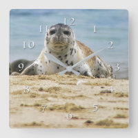 Wildlife Seal Beach La Jolla Cove