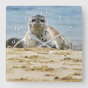 Wildlife Seal Beach La Jolla Cove Square Wall Clock
