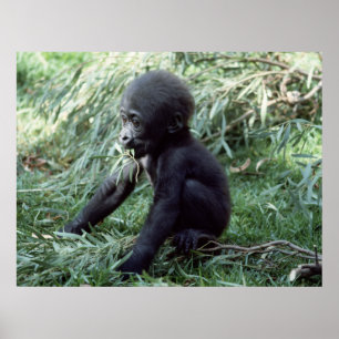 Wildlife Set - Baby Gorilla Close-up Poster