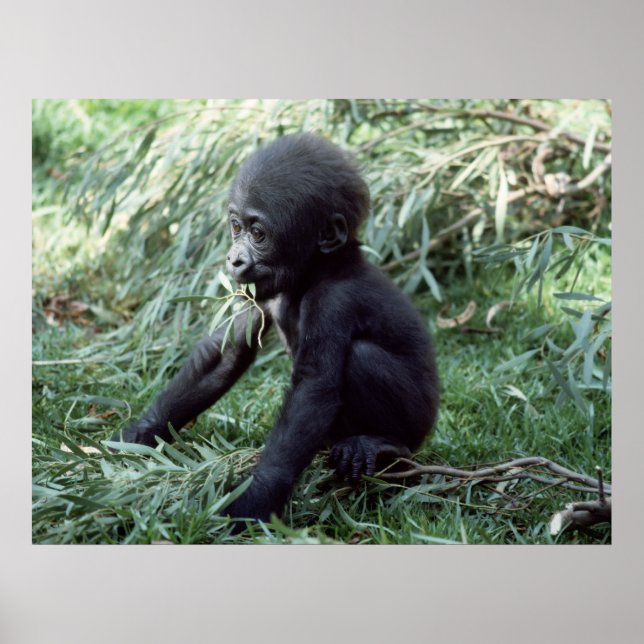 Wildlife Set - Baby Gorilla Close-up Poster (Front)