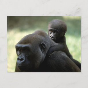 Wildlife Set - Primates 11 Postcard