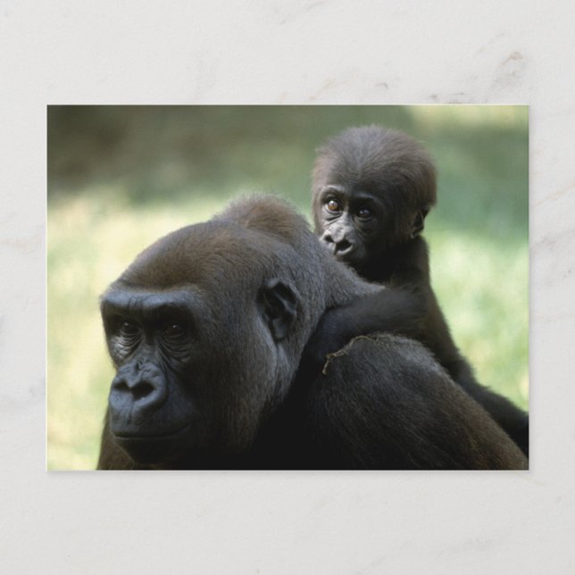 Wildlife Set - Primates 11 Postcard (Front)