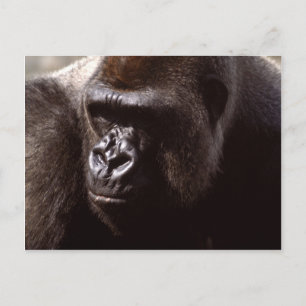 Wildlife Set - Primates 13 Postcard