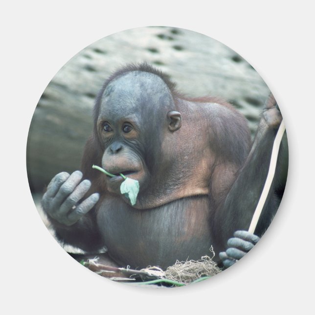 Wildlife Set - Primates 4 Magnet (Front)