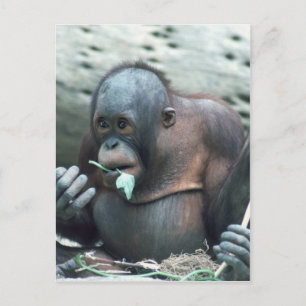 Wildlife Set - Primates 4 Postcard