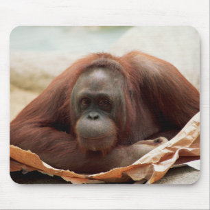 Wildlife Set - Primates 7 Mouse Pad