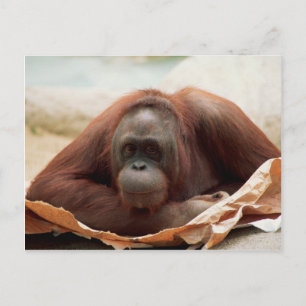 Wildlife Set - Primates 7 Postcard
