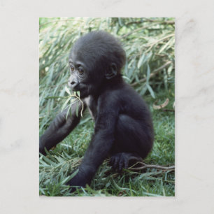 Wildlife Set - Primates 8 Postcard