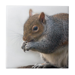 wildlife  Squirrel Ceramic Tile