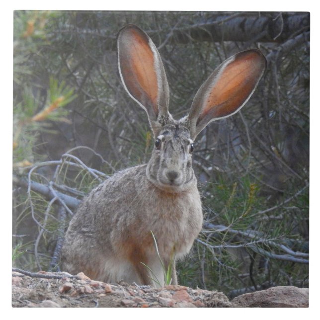 Wildlife tile, ceramic, rabbits, jackrabbit ceramic tile (Front)