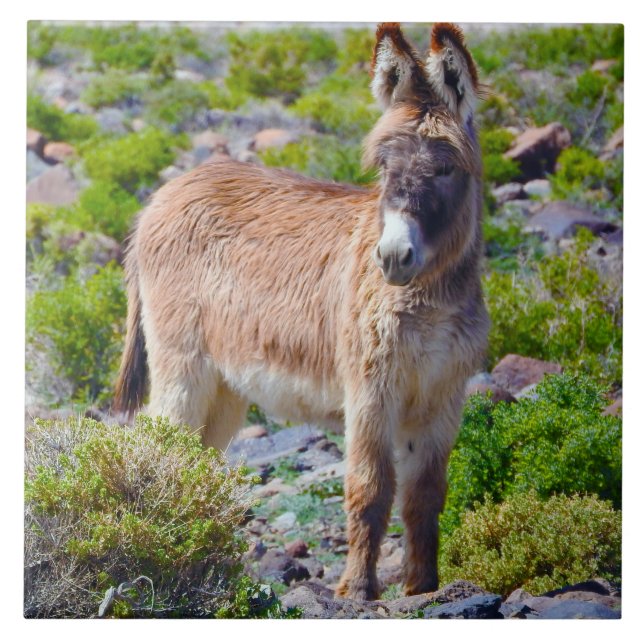 Wildlife tile, ceramic, wild burros, donkey ceramic tile (Front)