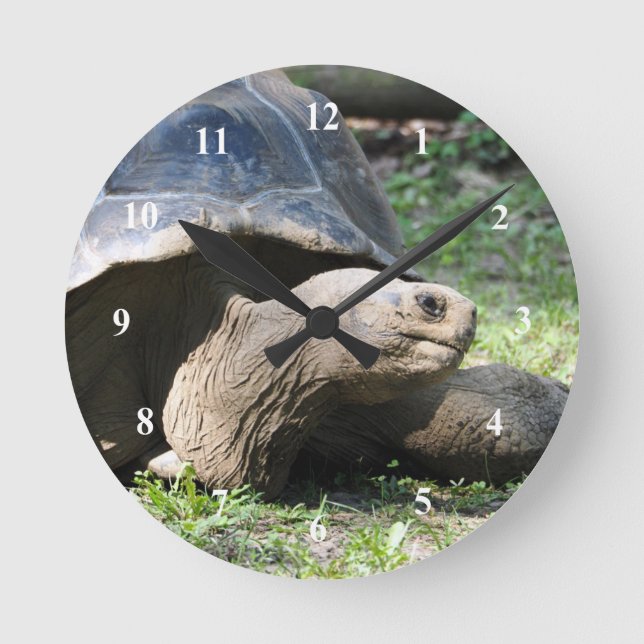 Wildlife Tortoise Photo Round Clock (Front)