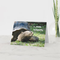 Wildlife Tortoise Photo Sympathy
