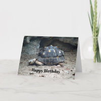 Wildlife Tortoise Reptile Photo Birthday