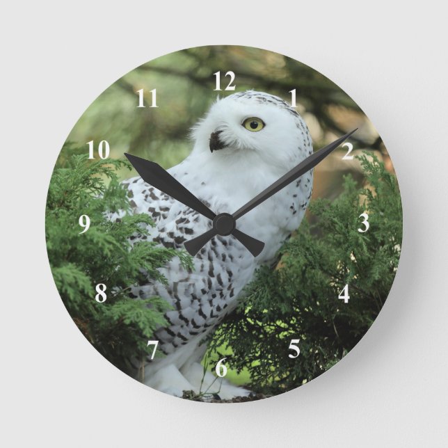 Wildlife White Owl Photo Round Clock (Front)