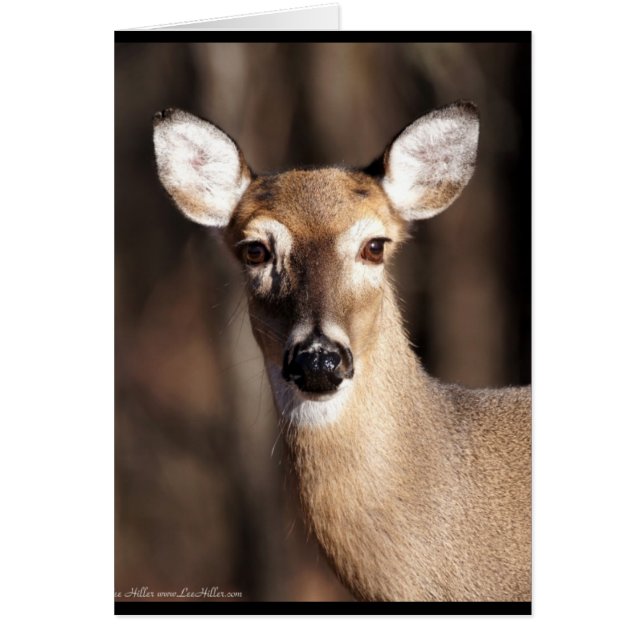 Wildlife Whitetail Deer Doe Portrait (Front)
