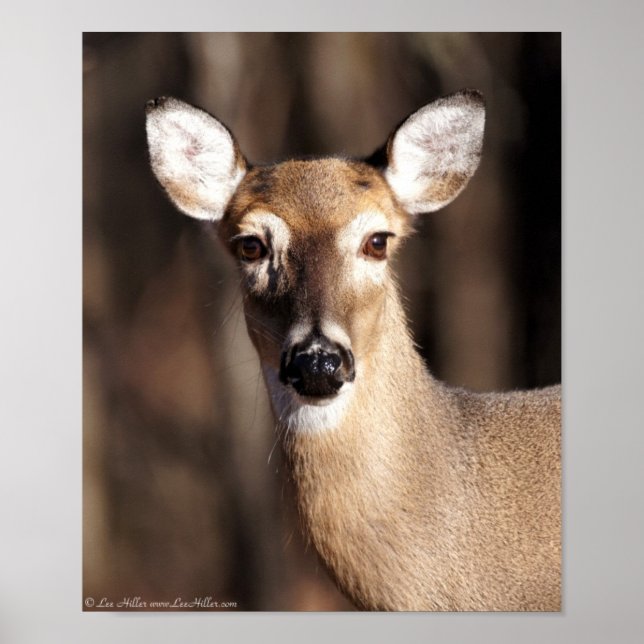 Wildlife Whitetail Deer Doe Portrait Poster (Front)