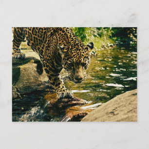 Wildlife Wildcat Animal Leopard Nature Postcard