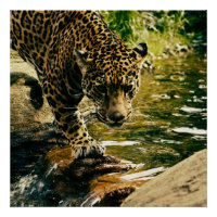Wildlife Wildcat Animal Leopard Nature