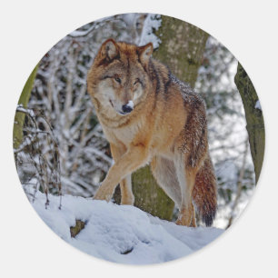 Wildlife Wolf Snow Photo Classic Round Sticker