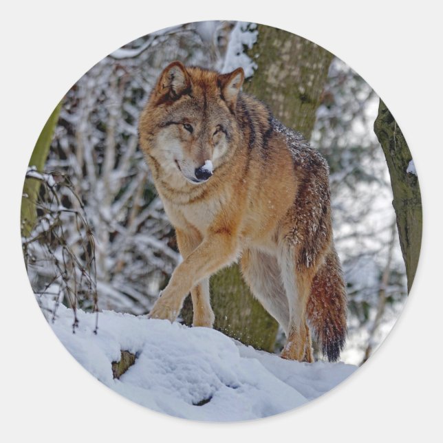 Wildlife Wolf Snow Photo Classic Round Sticker (Front)