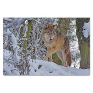 Wildlife Wolf Snow Photo Tissue Paper