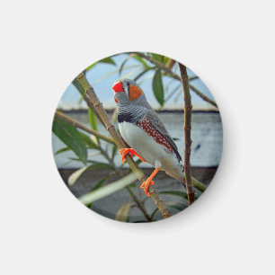 Wildlife Zebra Finch Photo Magnet