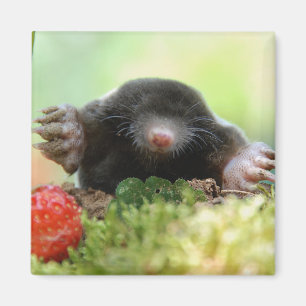 'Will you marry me?' Magnet