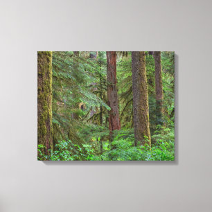 Willamette National Forest Oregon Canvas Print