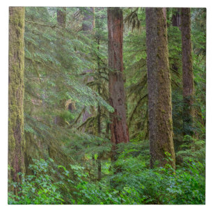 Willamette National Forest Oregon Ceramic Tile