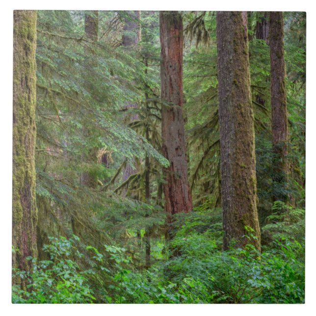 Willamette National Forest | Oregon Ceramic Tile (Front)