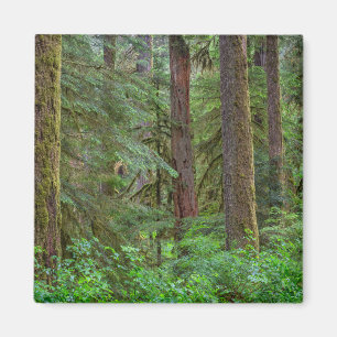 Willamette National Forest Oregon Magnet