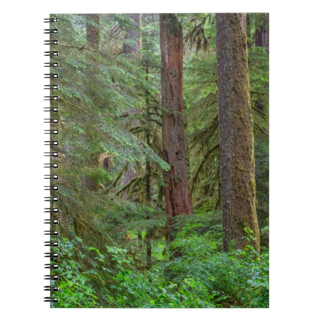 Willamette National Forest | Oregon Notebook (Front)