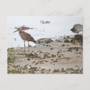 Willet Bird on Beach Postcard