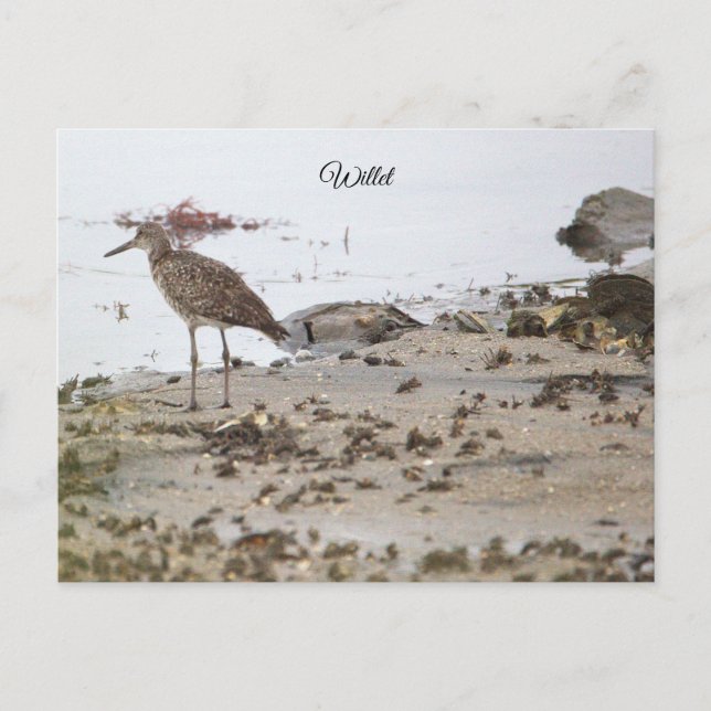Willet Bird on Beach Postcard (Front)