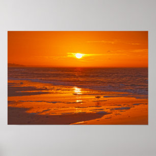 Willet on the Beach at Dawn, Florida Poster