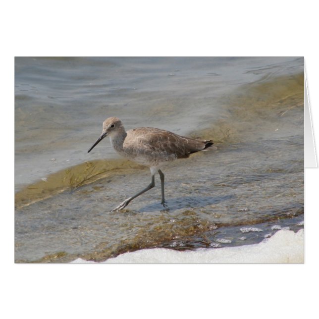 Willet Walking (Front Horizontal)